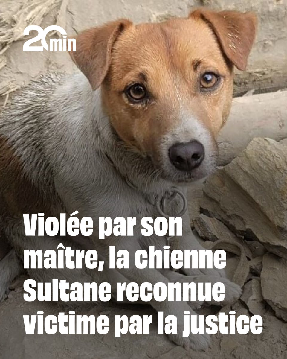 Elle a arraché, malgré elle, un jeune homme d’une vingtaine d’années aux griffes d’un père tyrannique.
➡️ 20min.fr/7iA