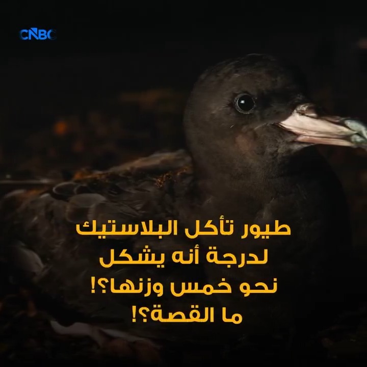 هل تحول البلاستيك إلى جزء من النظام الغذائي للطيور؟ 