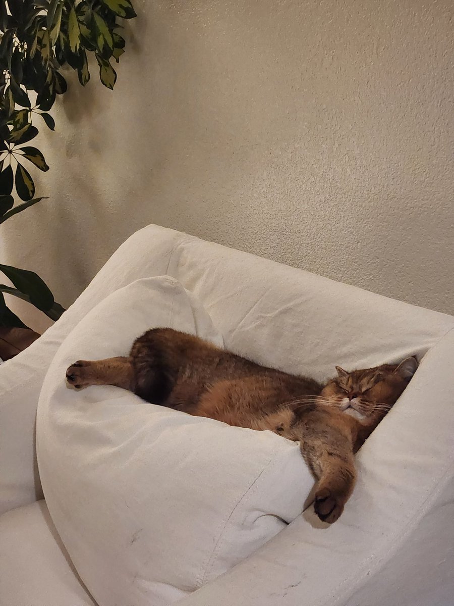 NextLuna tweet media