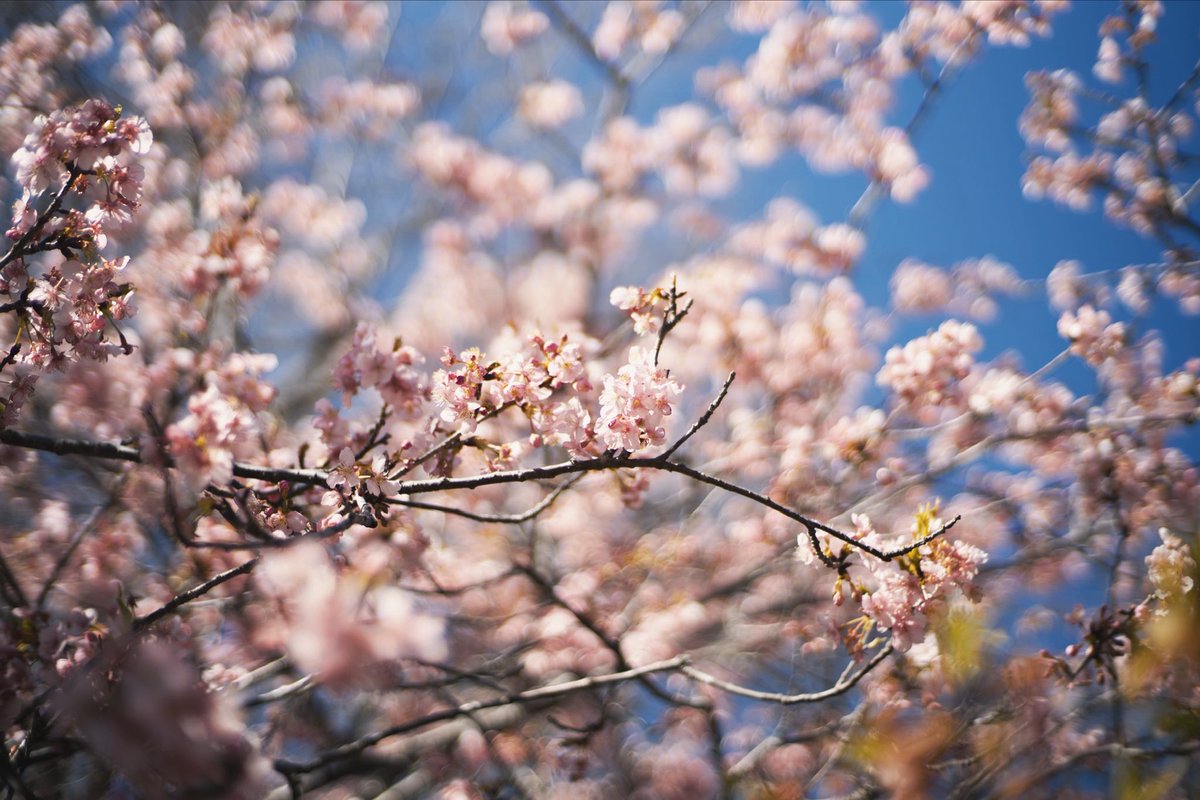 aki404_com's tweet photo. 頼朝桜と青空の2月 https://t.co/KfTSr04HDq