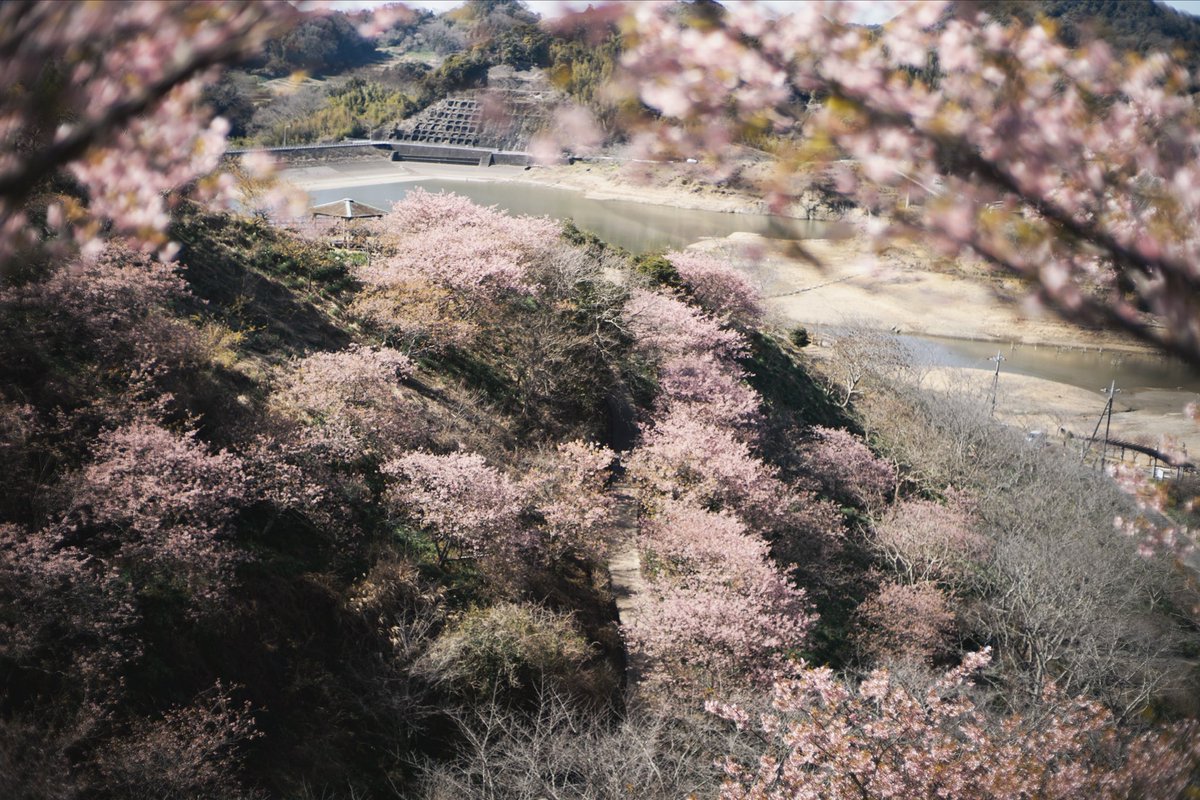 aki404_com's tweet photo. 頼朝桜と青空の2月 https://t.co/KfTSr04HDq