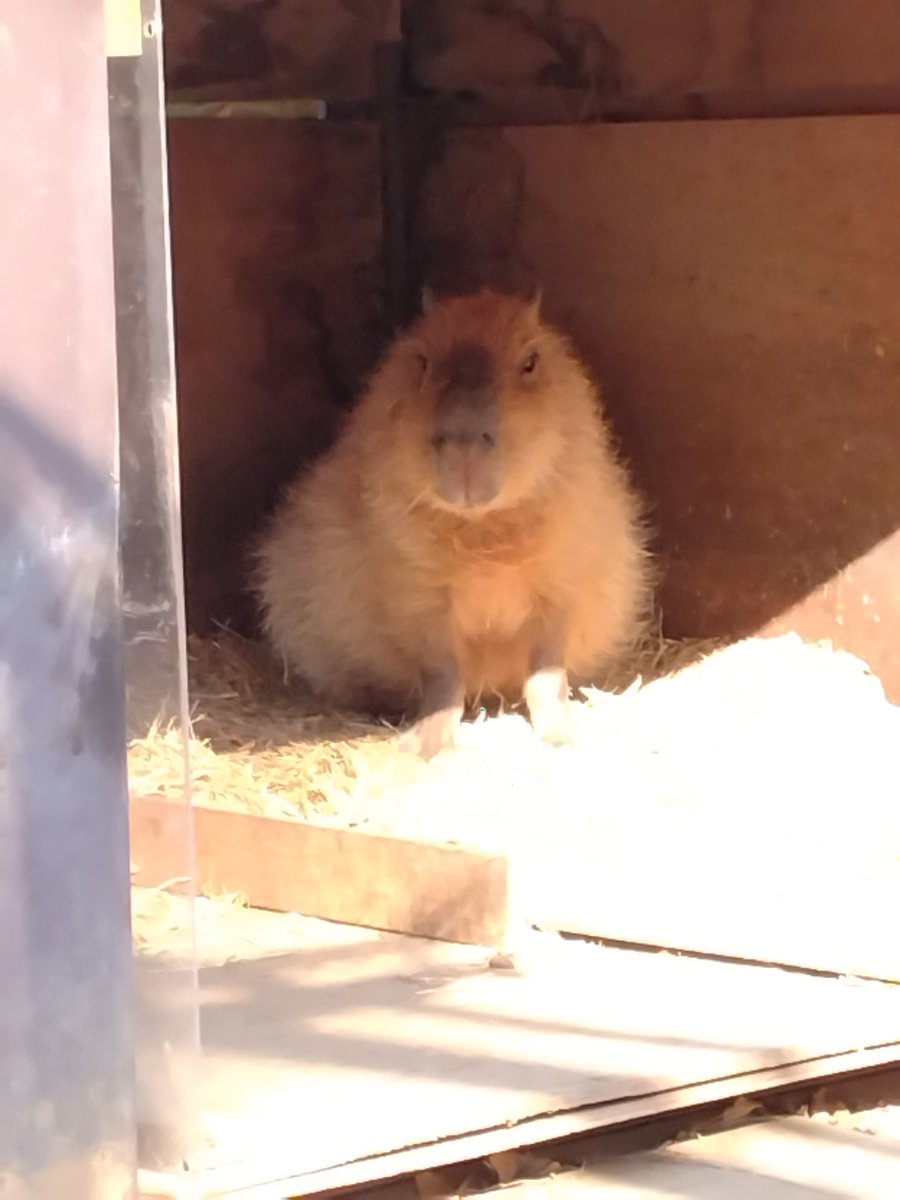 ピース、顔が少しむくんでる？　#大宮公園小動物園　#カピバラ