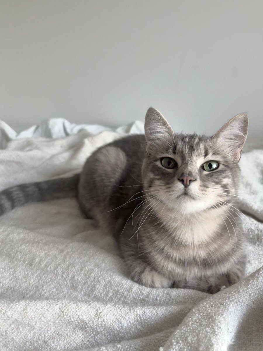 𝒻𝓁ℴ. tweet media