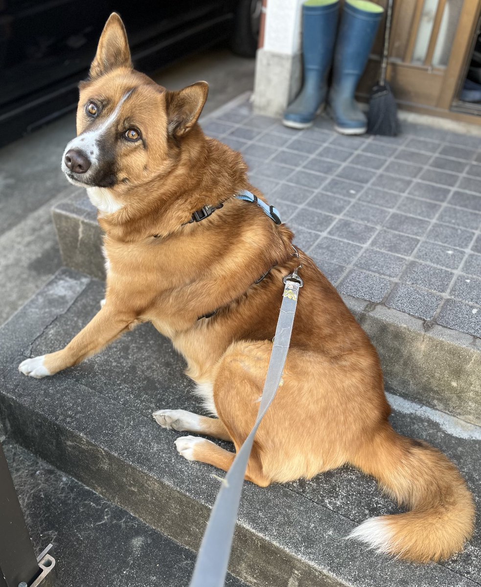 すくすく育って3.5㌔が32㌔

困り顔は変わらないよ☺️