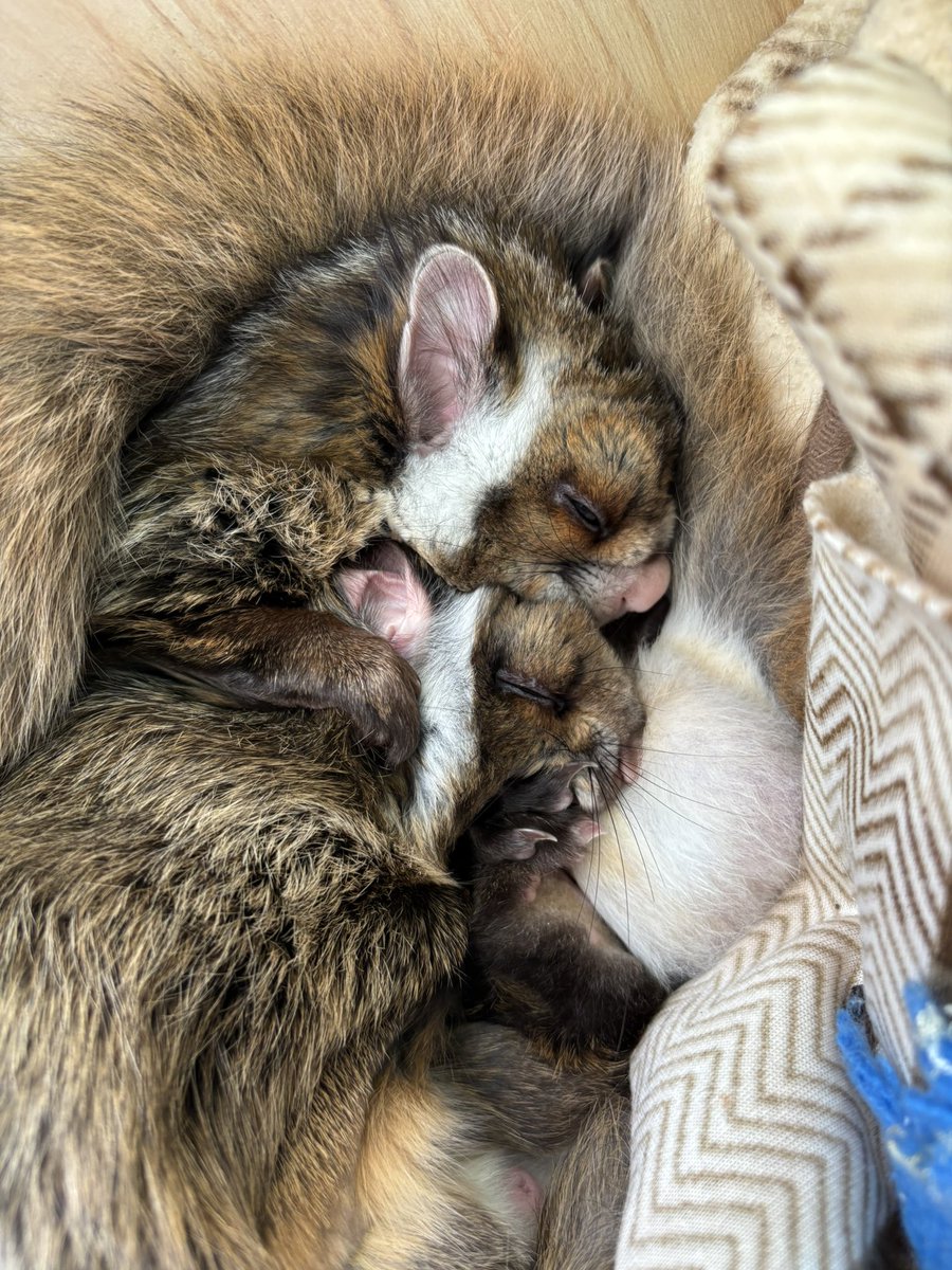 【むむ】の腕の中に【ぴぴ】が……💓
2匹でくっついてればポカポカだね☺️🔆

#ムササビ
#むむ 上
#ぴぴ 下
 #小諸市動物園
#リニューアル工事のため休園中