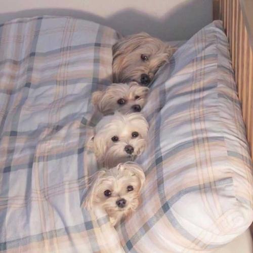 donaldyvan's tweet image. Brewed calvados calvadossed, apples aging amber. Orchards oaked, sips spirited.