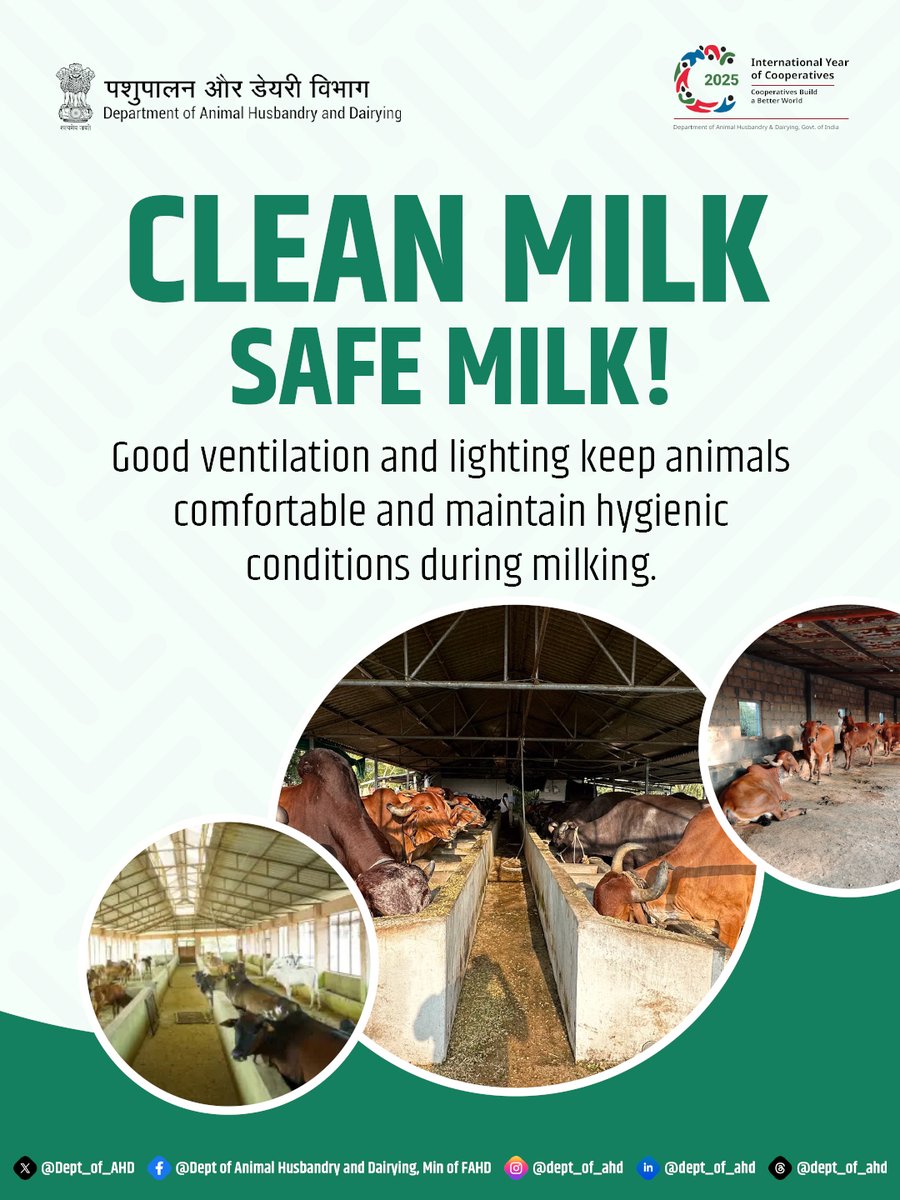Dept_of_AHD's tweet photo. Proper ventilation and adequate lighting keep animals comfortable, reduce stress and help maintain hygienic conditions during milking.

#CleanMilkSafeMilk
#DairyHygiene
#AnimalHusbandry
#MilkQuality https://t.co/1dQF8atJoy