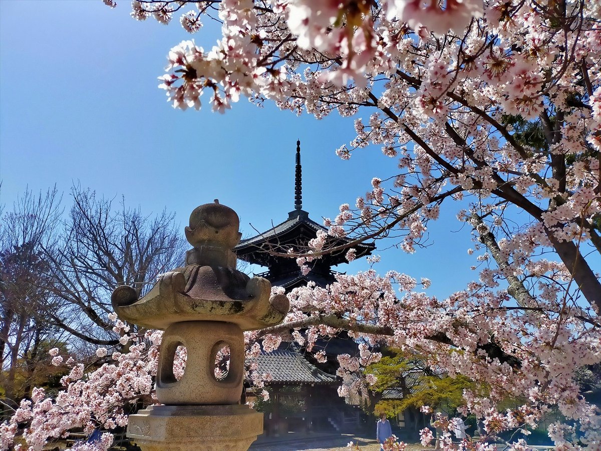 旅先での写真 tweet media