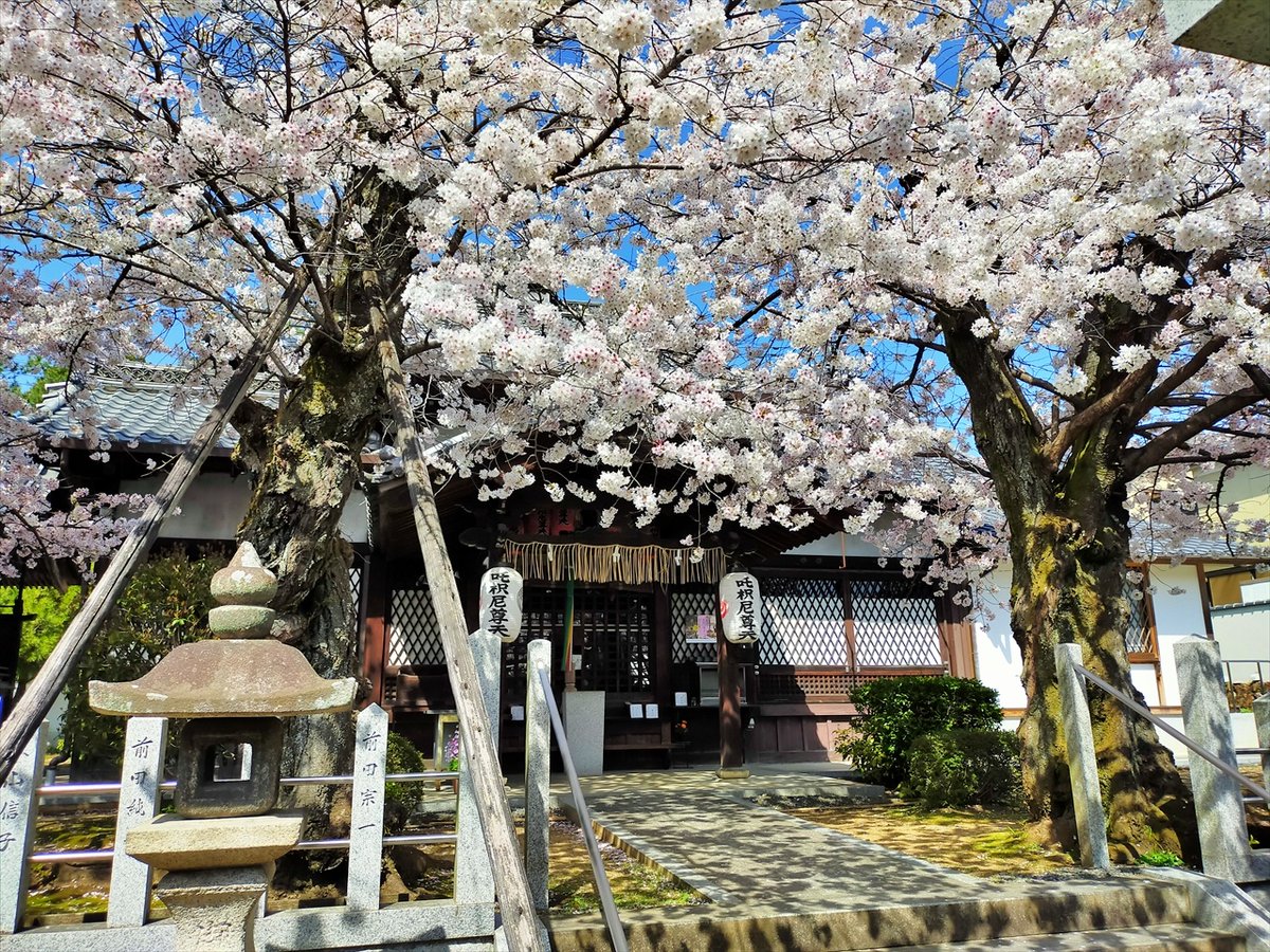 旅先での写真 tweet media