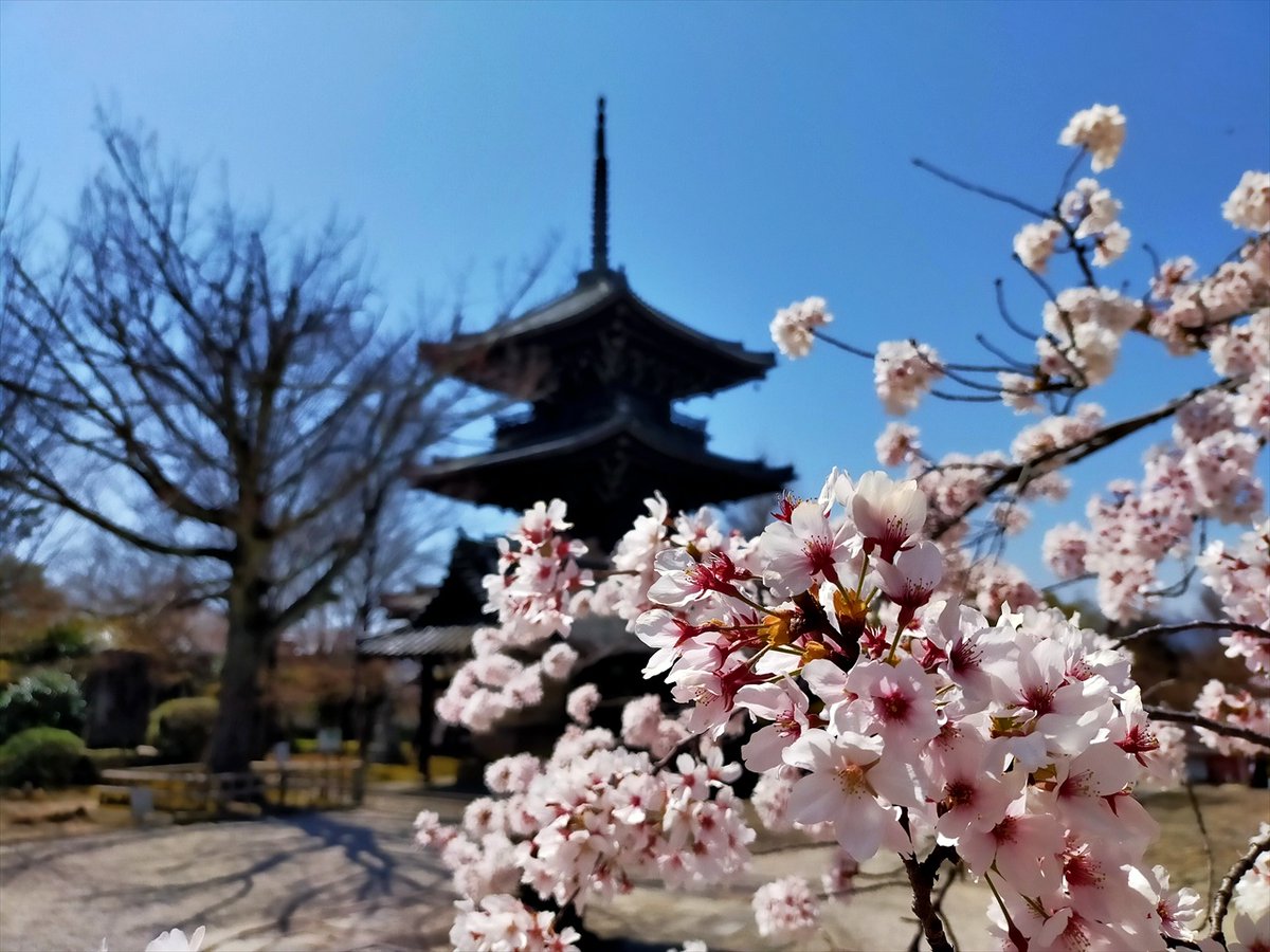 旅先での写真 tweet media