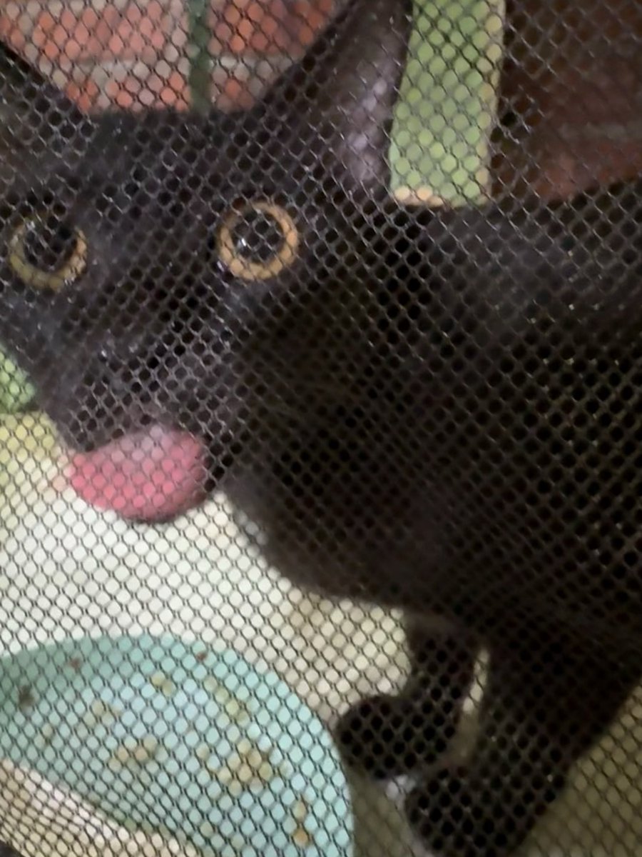 itsybitsymin's tweet photo. Hi morning everyone, selamat berpuasa to everyone from Ari Jiji. ❤️

Ari tak puasa lah ye sbb dia kena makan every few hours. Just cleaned up her area &amp; gave her breakfast. 

Ari needs another rm577 untuk cukupkan funds dia for her surgery deposit. Would u mind helping share? 🥺 https://t.co/ce55MP4uJz