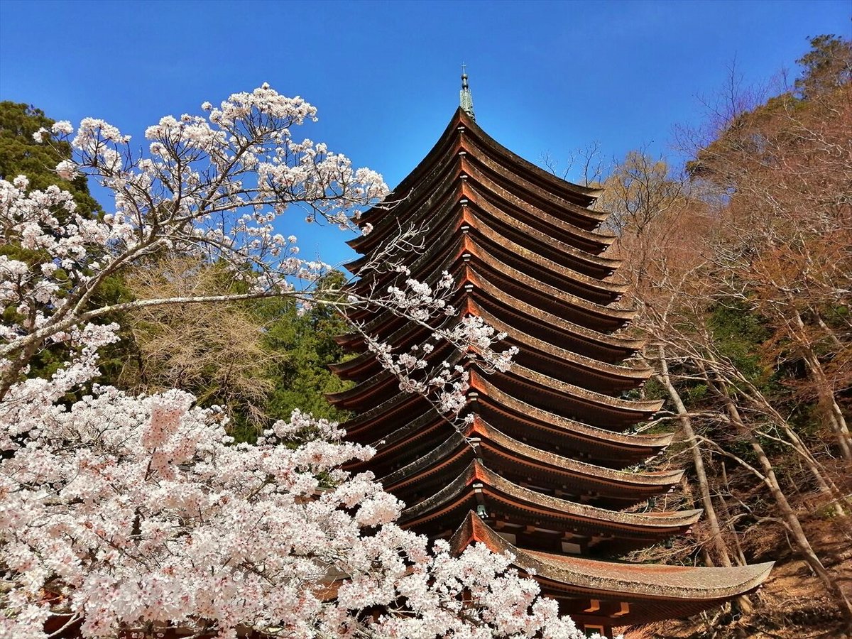 旅先での写真 tweet media