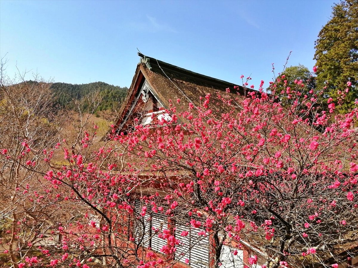 旅先での写真 tweet media