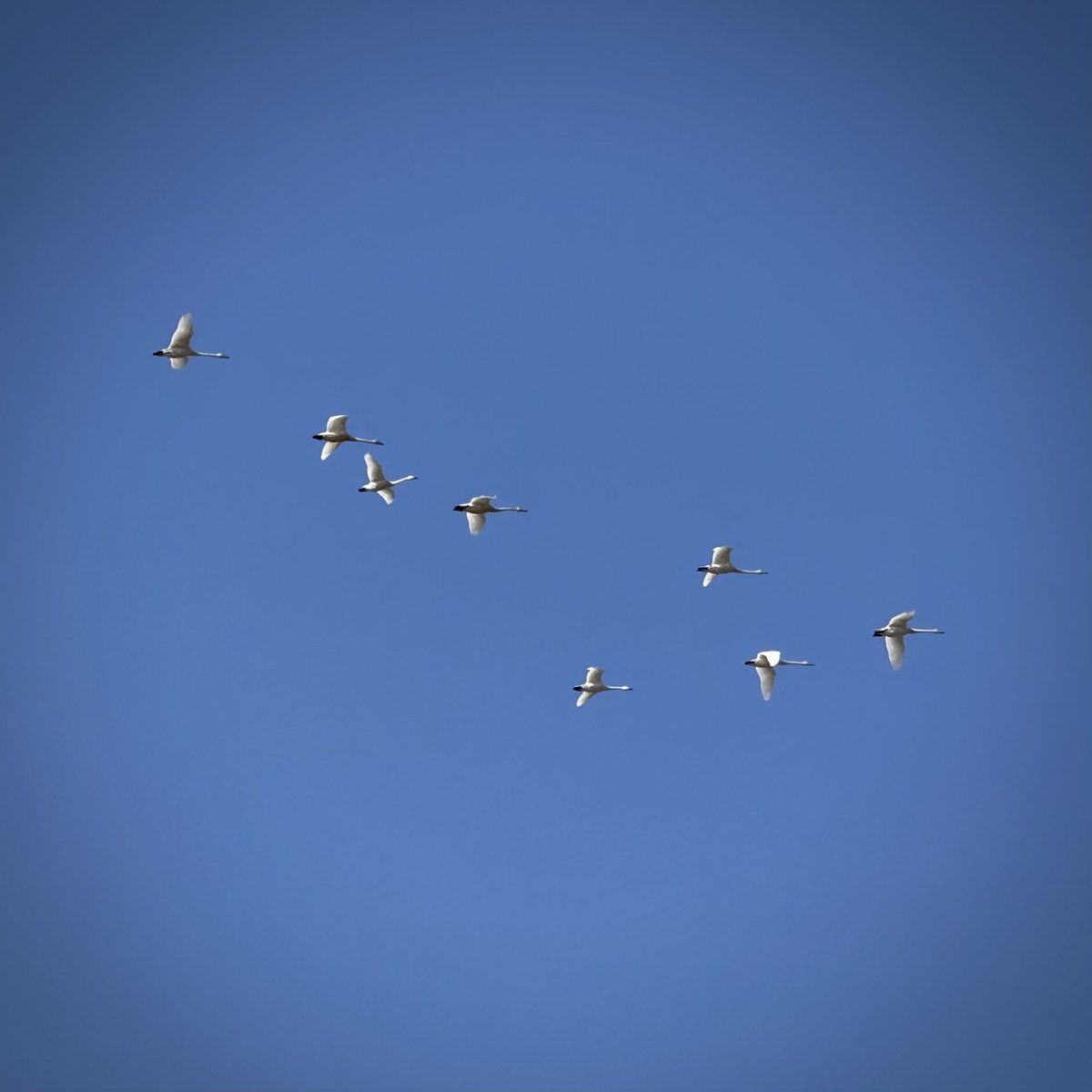 kantatsu66's tweet photo. #イマソラ
#iphotograph https://t.co/F37Xr74Iha