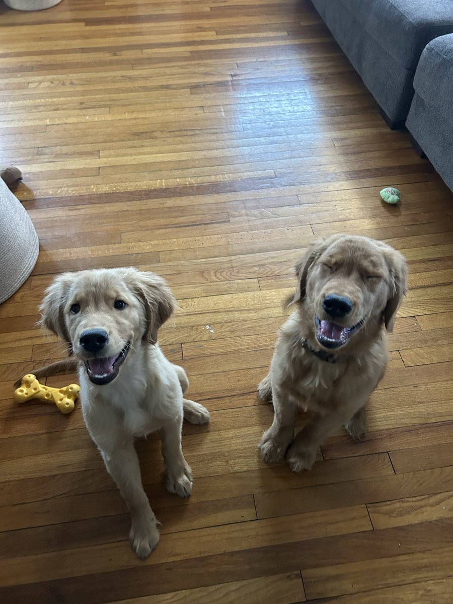 max_ramsey's tweet photo. Our boy — Jim — and his tan brother!
@dog_rates https://t.co/pACj1i3qRq