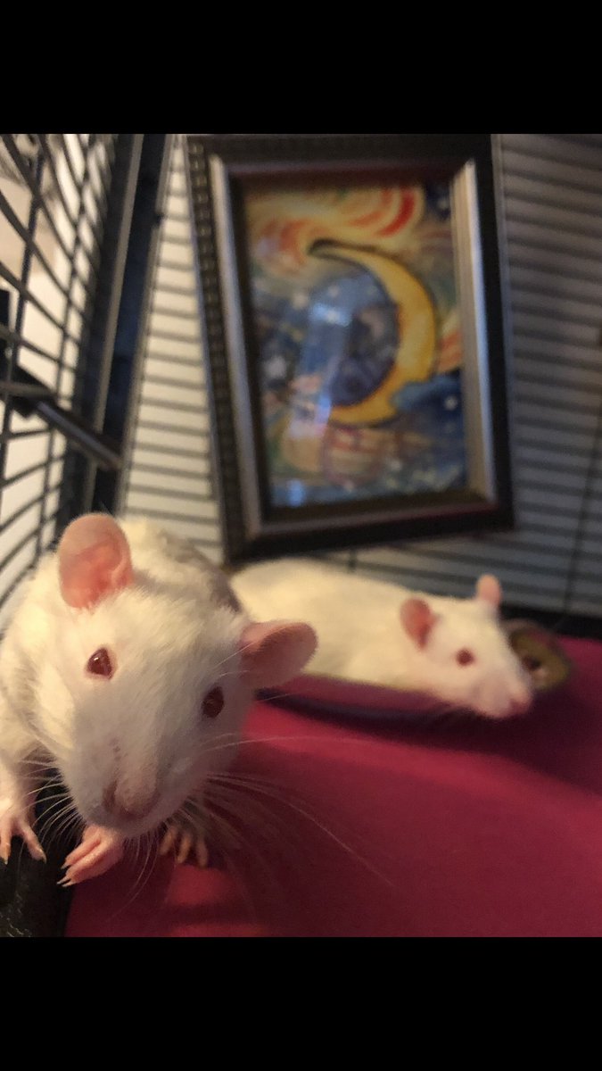 Lenny &amp; Olaf 😎