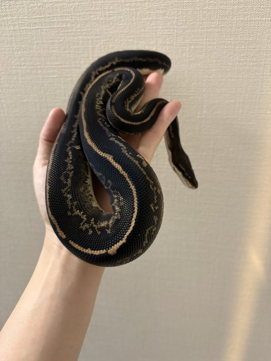 Reptiles_gp's tweet photo. エクレアくんとガレットくん https://t.co/hSICebLEXi