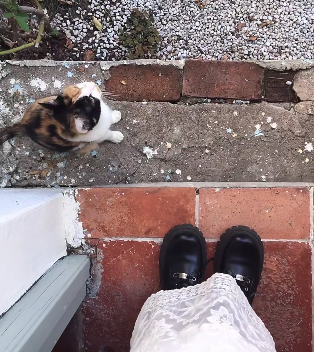 푸린🐣 tweet media