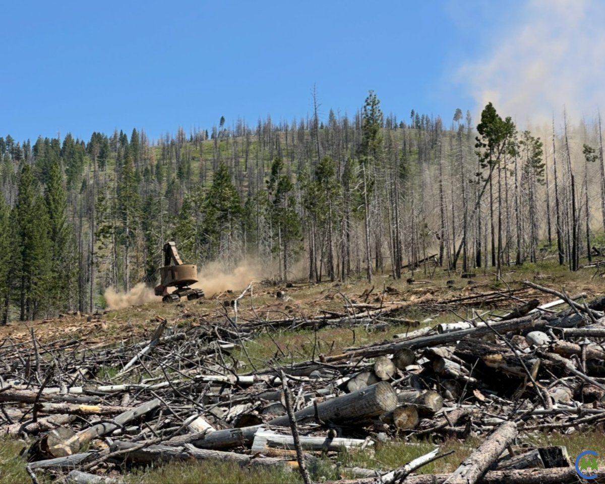 California Forestry Association tweet media
