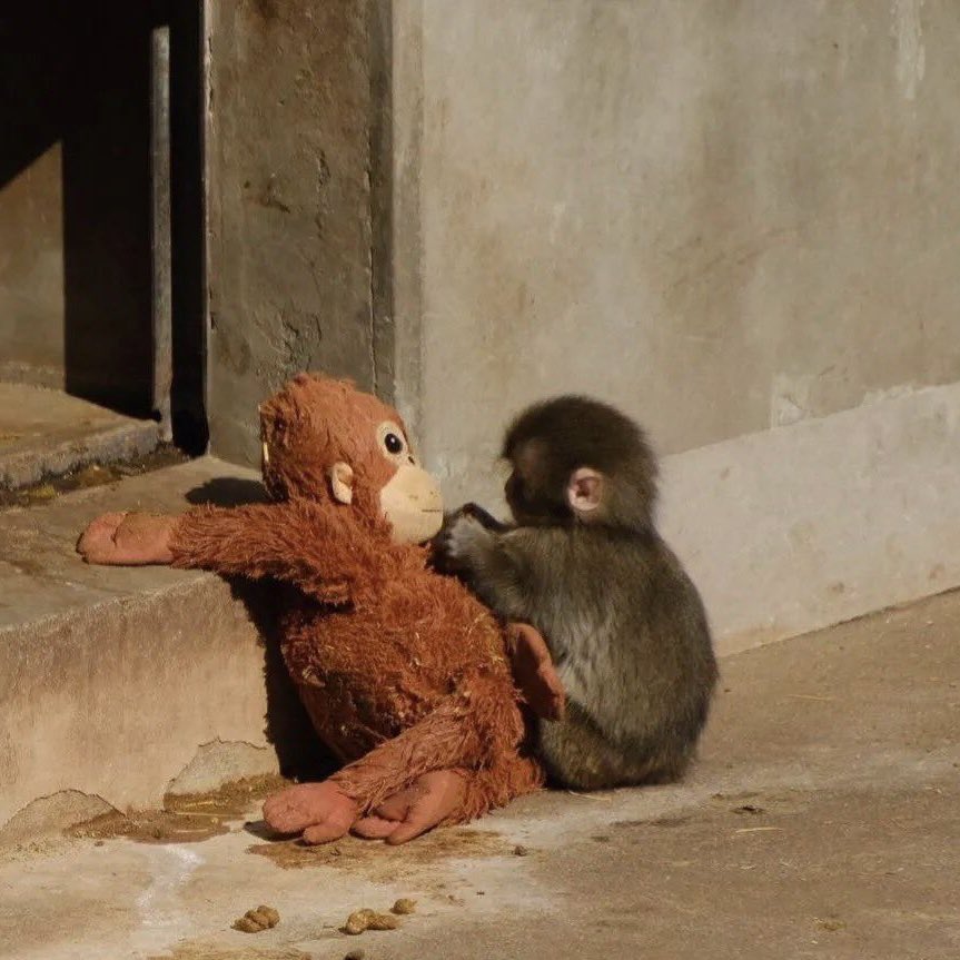 🦧 🥺🥺🥺🥺🥺🥺🥺🥺