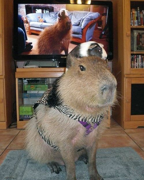 同様のモデル
#カピバラ #モルモット #癒やし動画 #面白画像