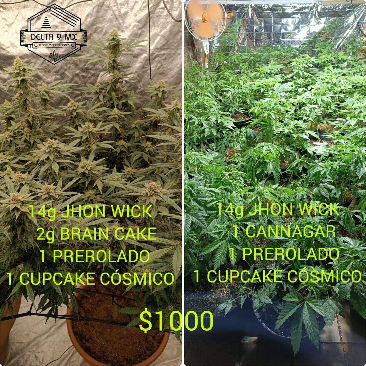 Delta 9 MX tweet media