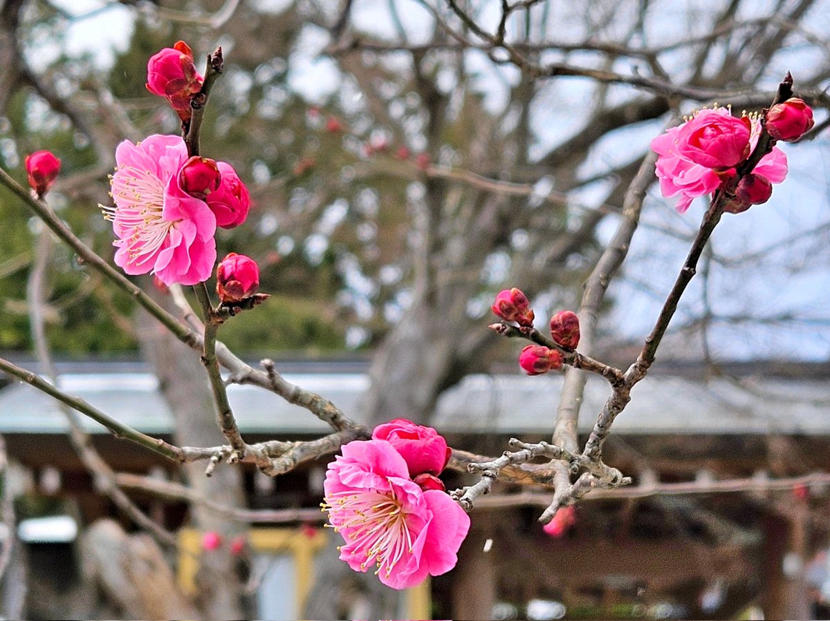 あたいらのピーアクから2.9㎞の開成山大神宮にて、おはようサーズデー♥

春と冬とのあいだには
今日も可愛い梅が咲く✨✨✨

みなさまそれぞれそれなりに
どっかしら春めいた一日を‼️‼️‼️
📣ギャーーーーーーーーーっ‼️‼️‼️