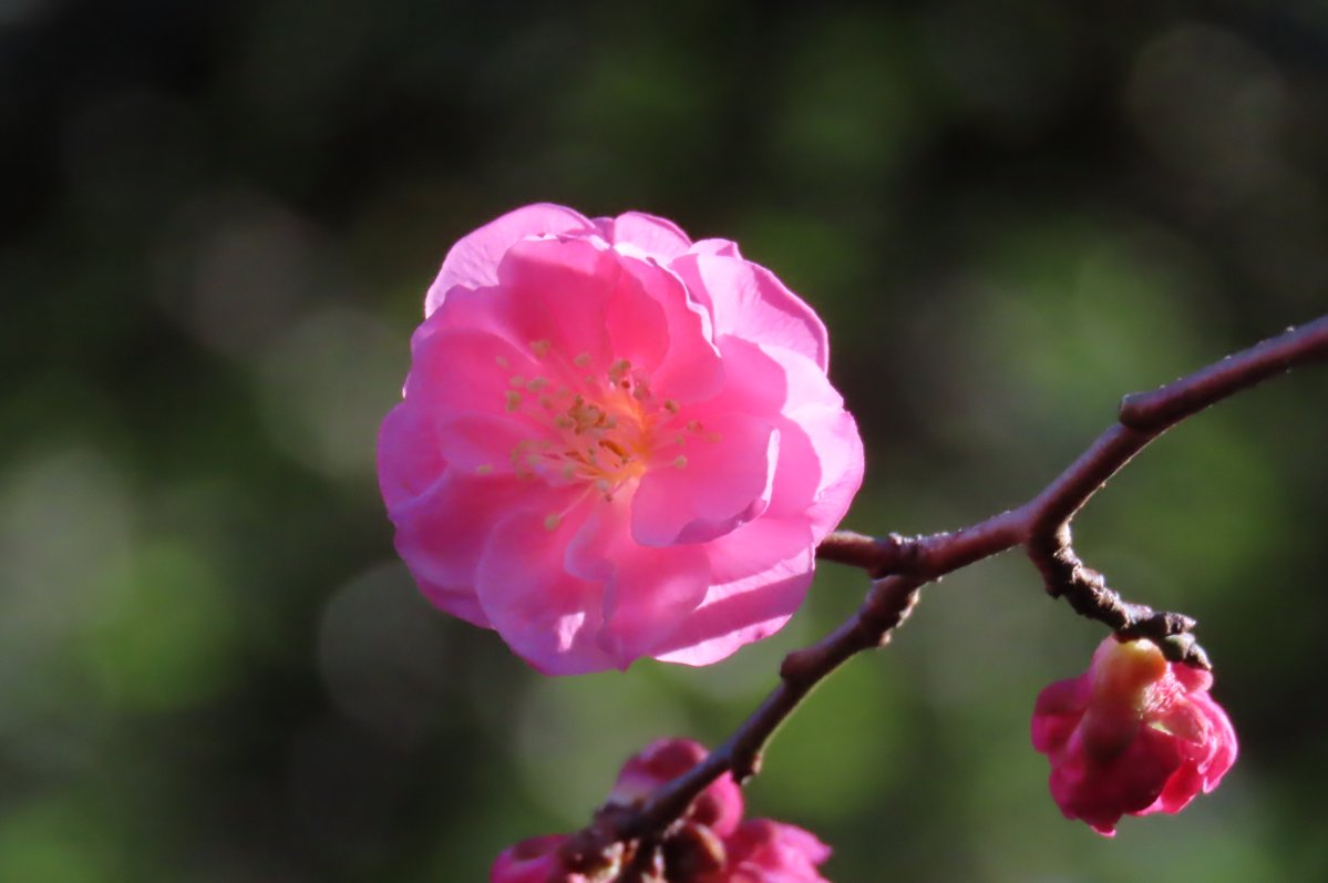 今朝も澄んだ青空の下、色とりどりのウメの花が寒風にそよいでいます