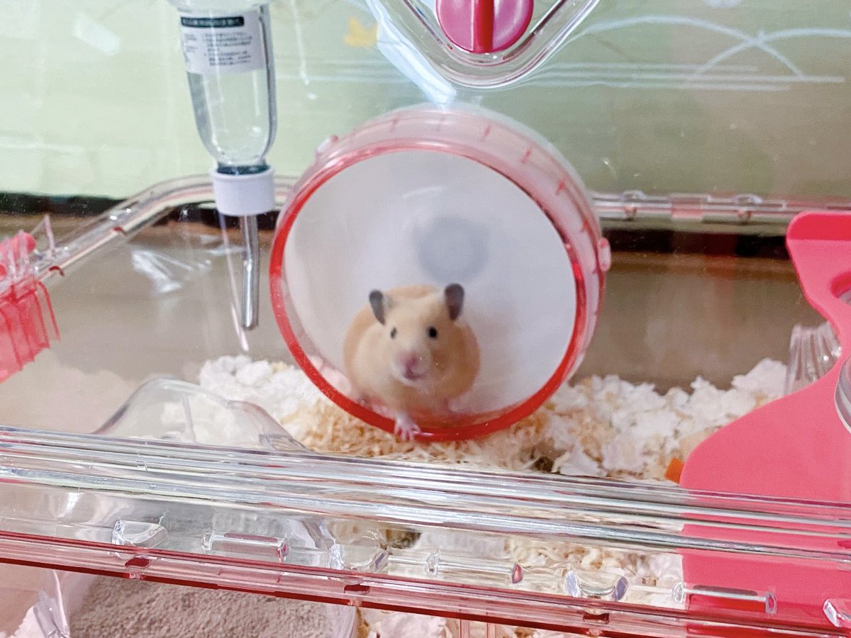 ぴちぴちのベイビーたち #突然TLに現れるハムスターの赤ちゃん