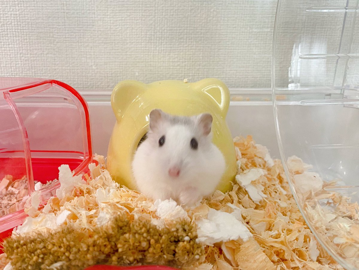 ぴちぴちのベイビーたち #突然TLに現れるハムスターの赤ちゃん