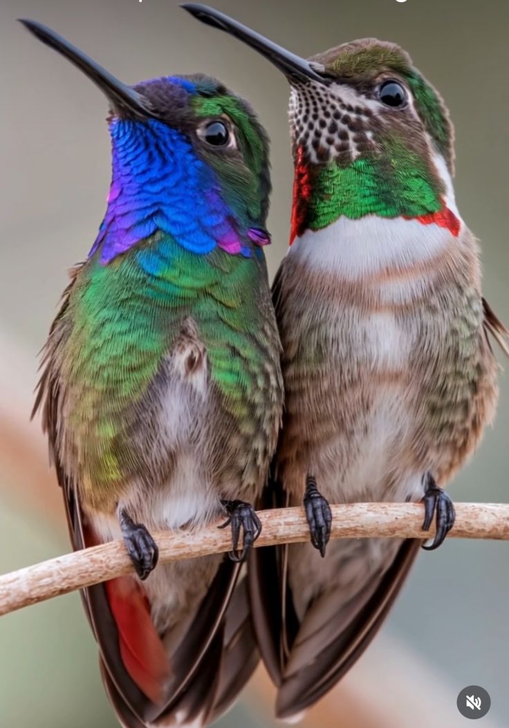 Qué colibríes tan hermosos! 😍💜💚