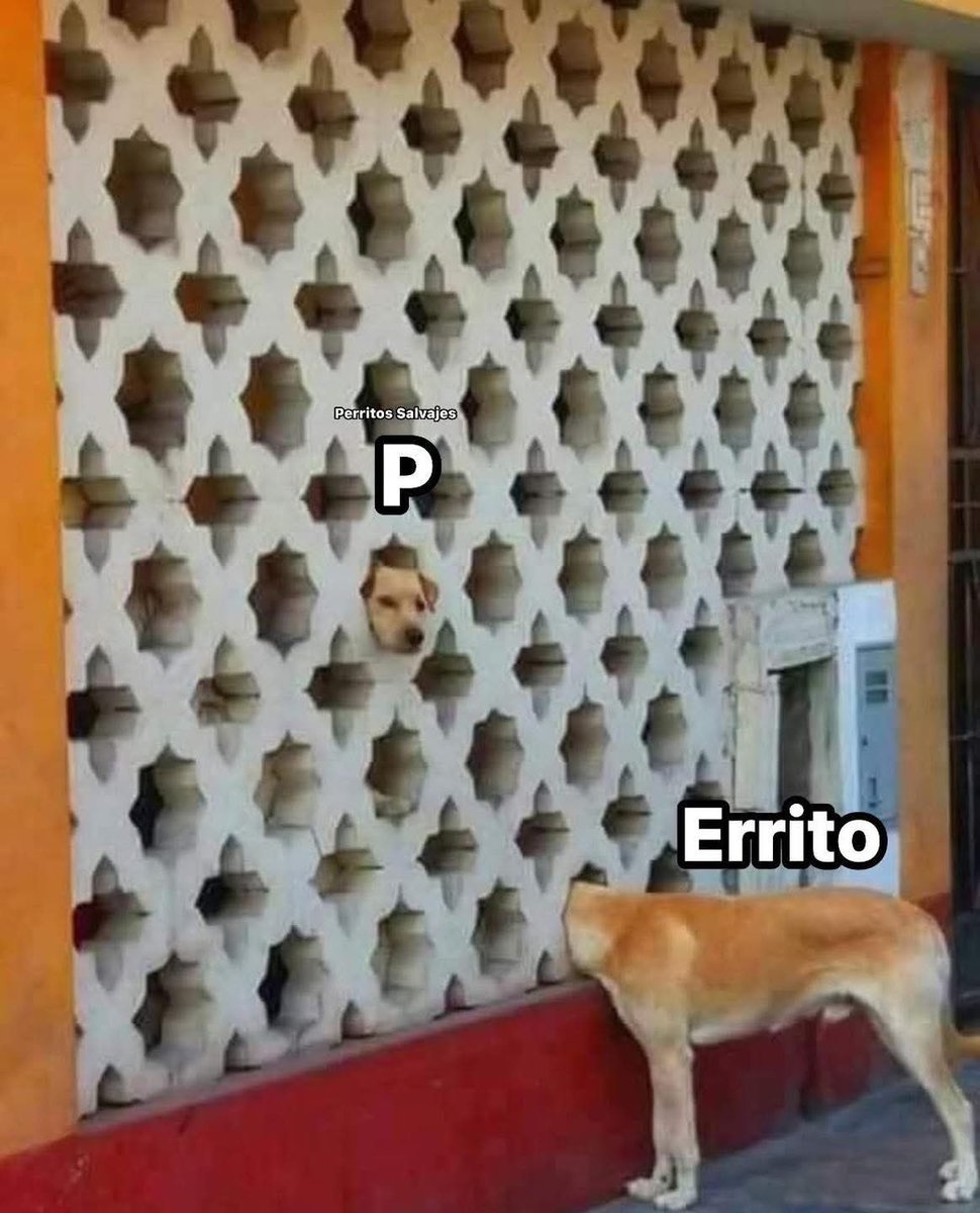 DiloConPerritos's tweet photo. https://t.co/ml1EZZ8ONb