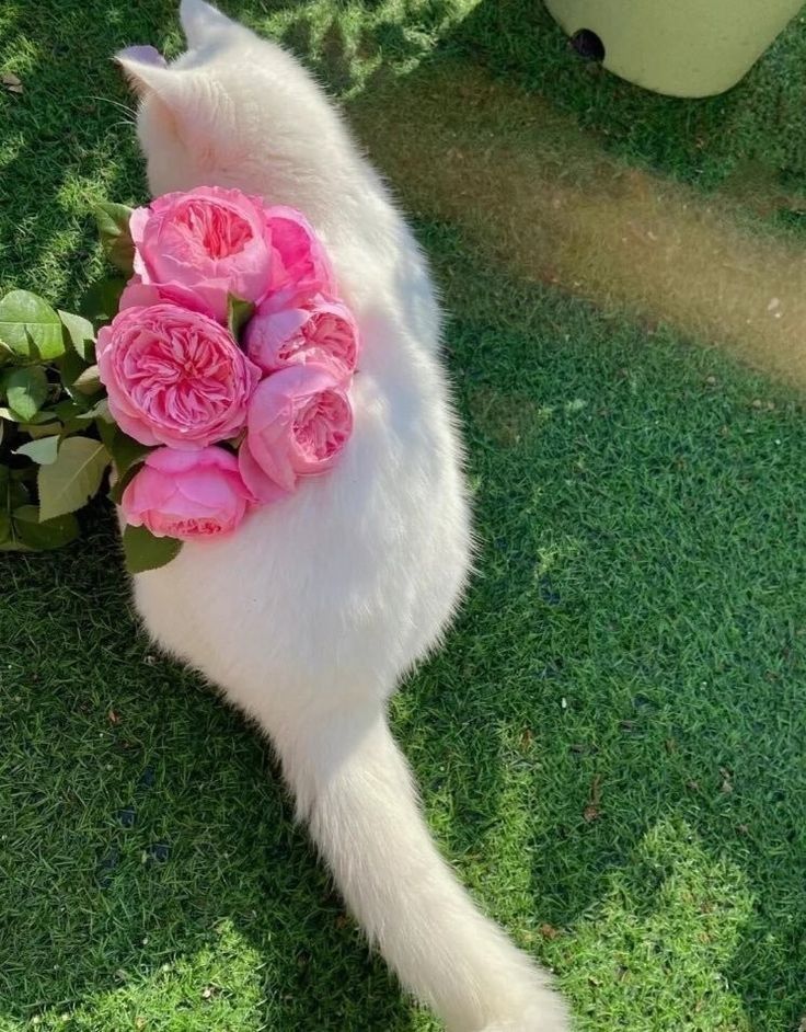 yinmin5454's tweet photo. Kitty  =  Est Supha 💐🐈 🐈‍⬛️ 😻🎀

#est_rvp https://t.co/71EvY1VmYi
