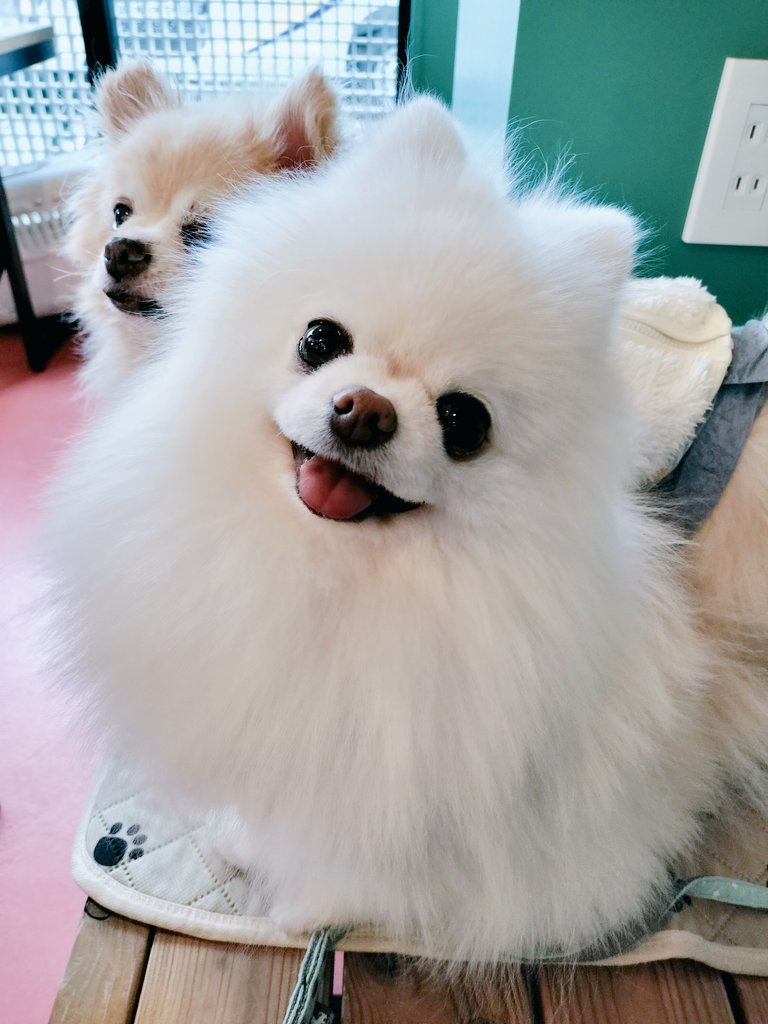 ㉩まいにち大吉㉭ (@daikichi_ponta) / Posts / X