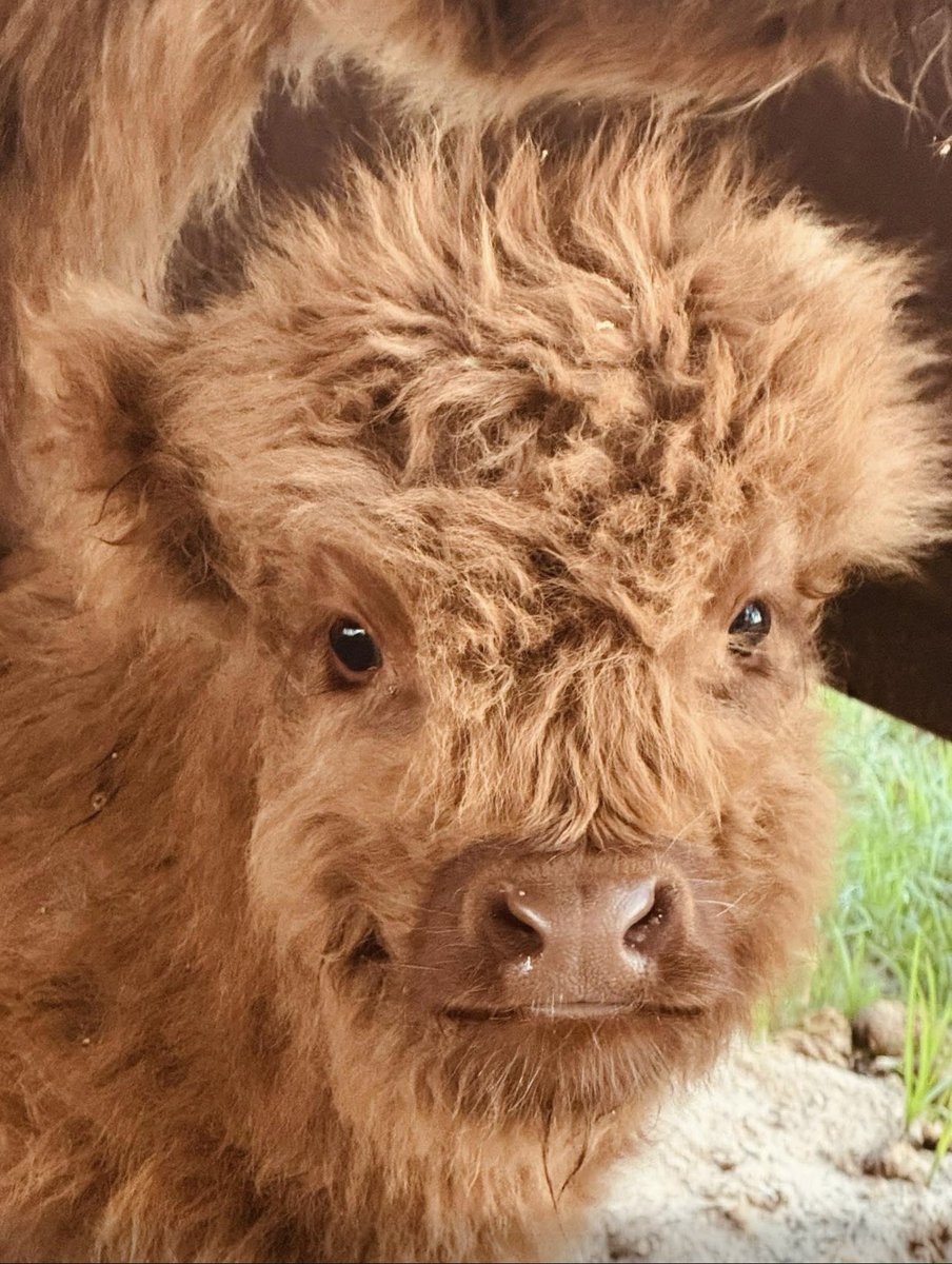 MahaAnnette's tweet image. This made me smile, employees baby Highland calf at 2 months &amp;amp; at 3 months. I want one!