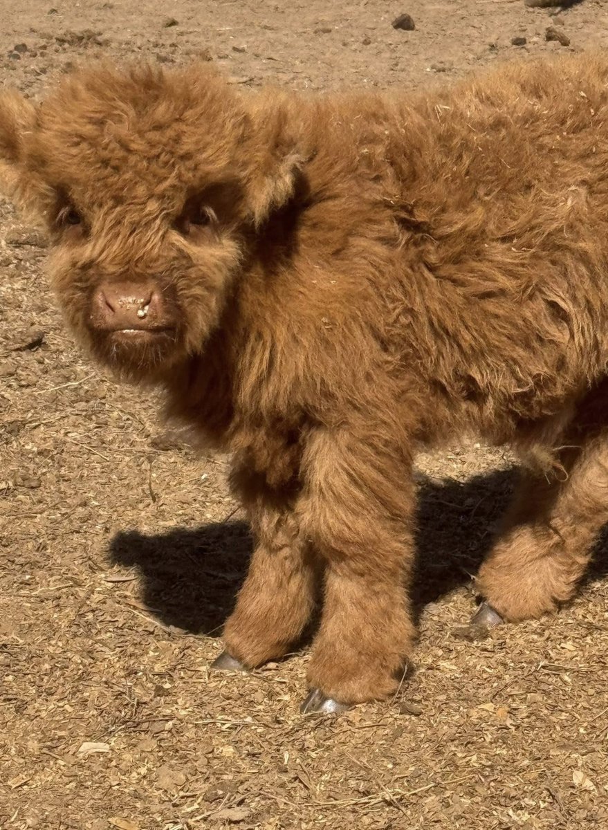 MahaAnnette's tweet image. This made me smile, employees baby Highland calf at 2 months &amp;amp; at 3 months. I want one!