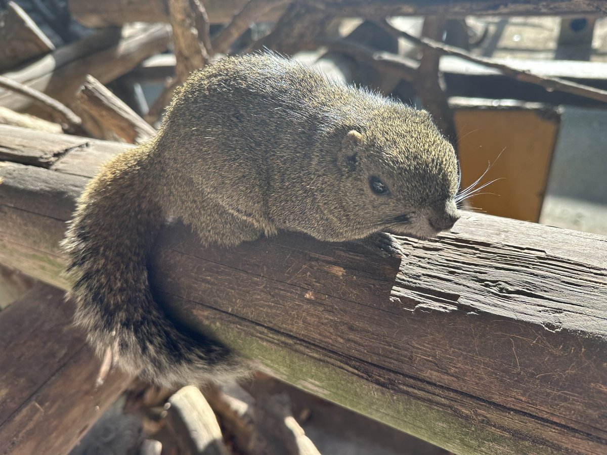おはようございます！
本日リス村は通常通り営業しております🐿️
日向ぼっこしてリス達も気持ちよさそうです☀️
ぜひお越しください！

#ぎふ金華山リス村
#リス村
#リス
#ぎふ金華山ロープウェー
#金華山ロープウェー