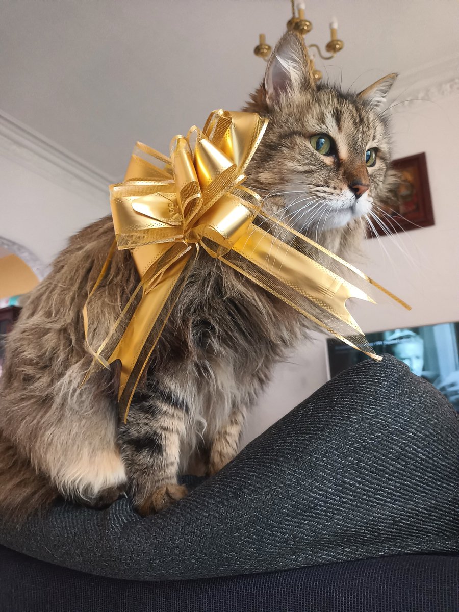 taller2006's tweet image. Tengo 2 #Tlaloque envuelto para regalo y #Xipi que acabamos de descubrir que tiene una pelona.
Desde que supimos del nido no los dejamos salir al patio de la azotea para que no se den cuenta de la existencia del nido y ahora menos de los pollitos. Que se queden con ganas de darse