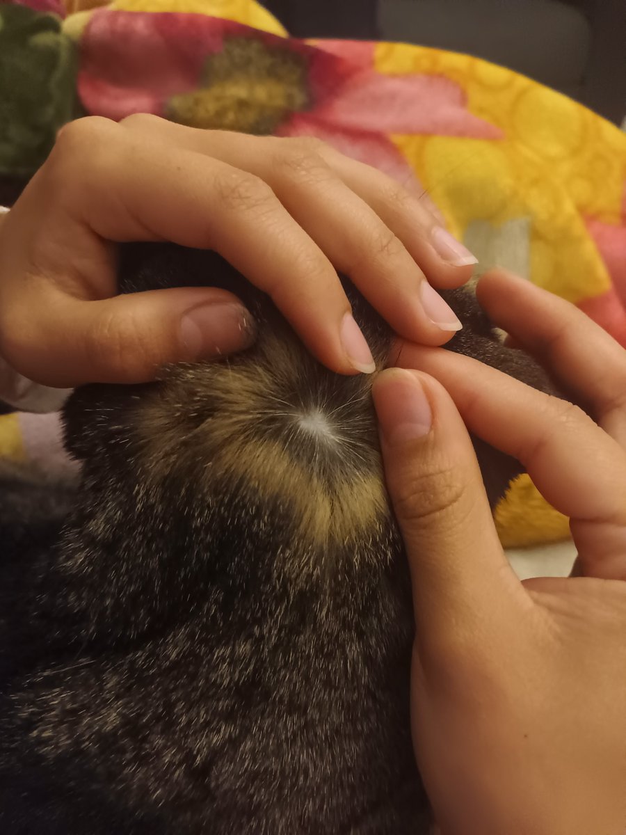 taller2006's tweet image. Tengo 2 #Tlaloque envuelto para regalo y #Xipi que acabamos de descubrir que tiene una pelona.
Desde que supimos del nido no los dejamos salir al patio de la azotea para que no se den cuenta de la existencia del nido y ahora menos de los pollitos. Que se queden con ganas de darse