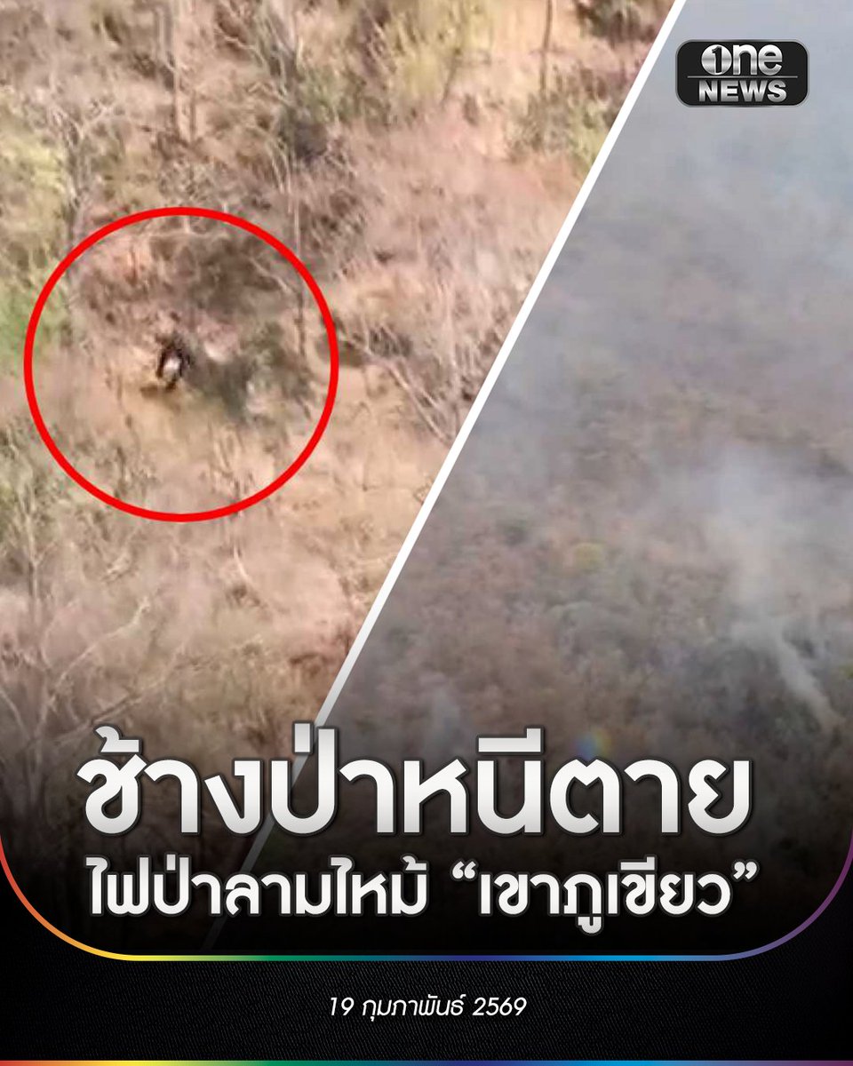 onenews31's tweet image. เมื่อวานนี้ (18 ก.พ.69) มีการยืนยันว่า พบไฟป่าจุดใหม่ กำลังลุกไหม้ที่เขตรักษาพันธุ์สัตว์ป่าภูเขียว จ.ชัยภูมิ โดยมีสาเหตุมาจากชาวบ้านที่อยู่ใกล้ภูเขียว ลักลอบเข้าไปจุดไฟเผาป่า เพื่อหา “ผักหวาน”
.
ขณะที่เจ้าหน้าที่ขึ้นเฮลิคอปเตอร์บินสำรวจการลุกลามของไฟป่า พบเห็น ช้างป่า 1