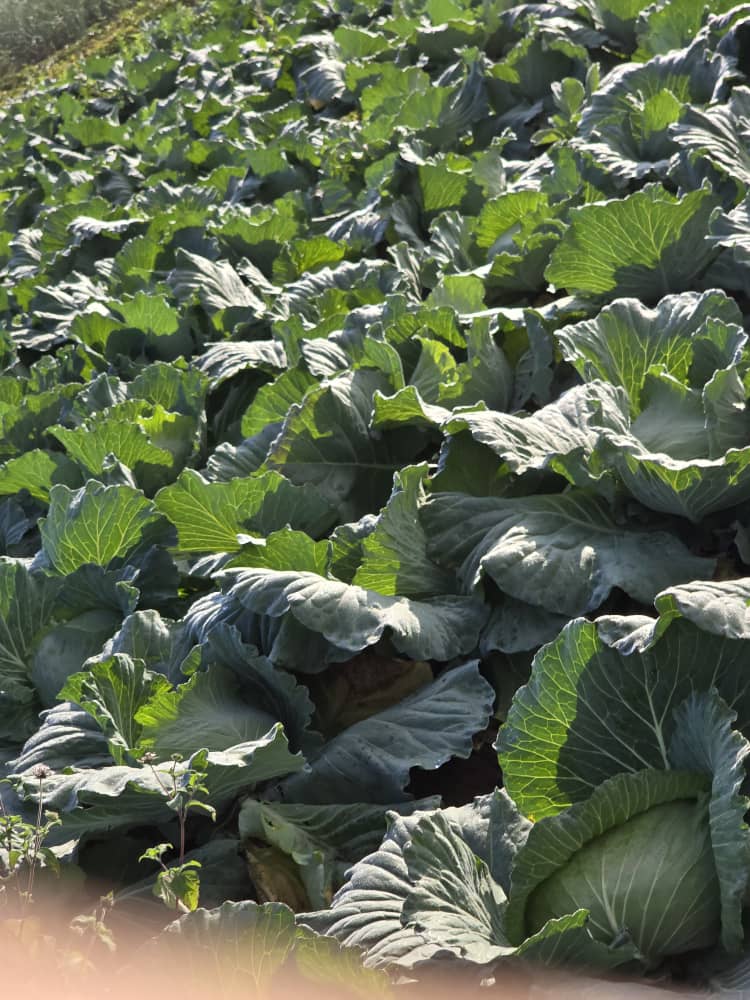 Anelys Ramírez González tweet media