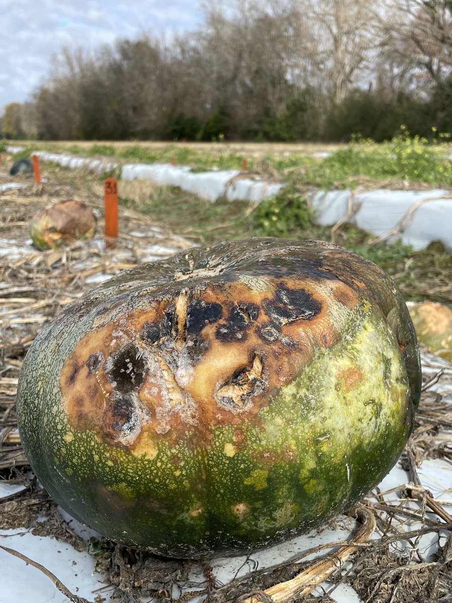 alabamaED's tweet image. One more fruit rot for February.  Exposed fruit are damaged by sunscald and other abiotic factors and left to rot in the field; fungi and bacteria 🦠 always will find a way, eventually #Fungi @plantdisease #Vegetables