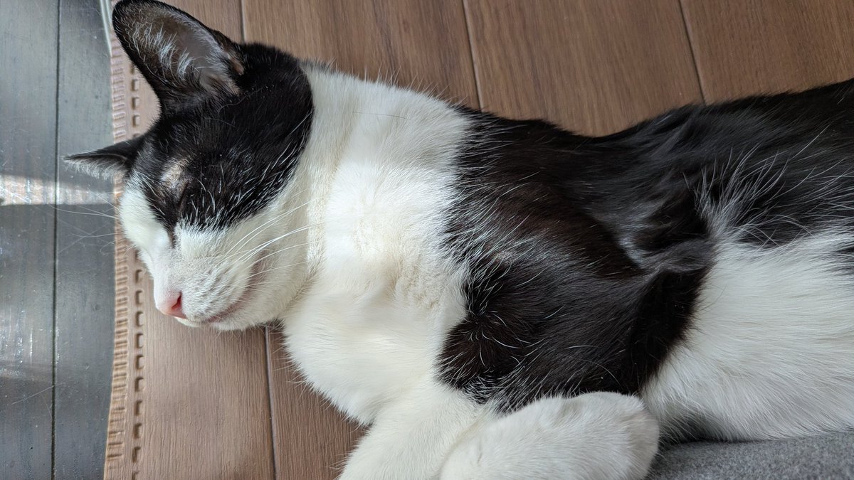 起きて最初の仕事が猫のゲロ掃除… なんで何もなかったように寝てんのよ😅