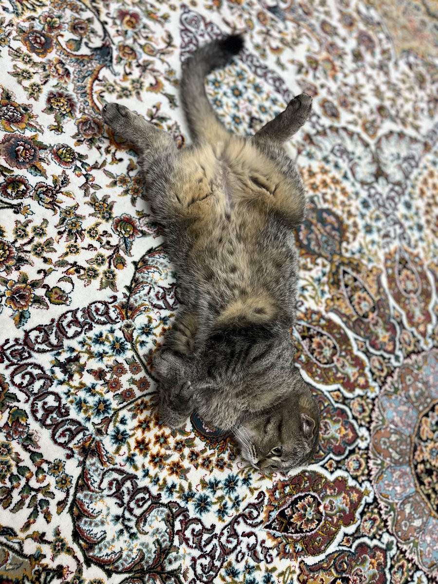 Tiarakitten's tweet photo. اوووووو
اینجا چه خبره؟!!! https://t.co/HaJEBPW5L6