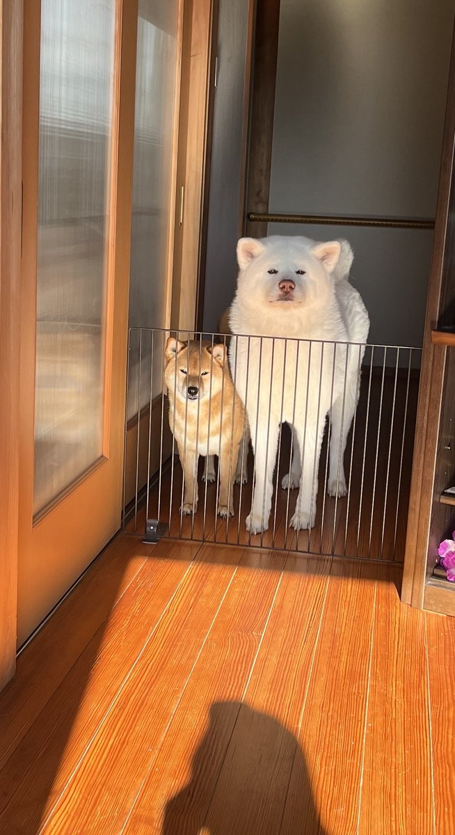 大ばぁちゃんのデイサービスのお見送りを毎日してる2人🙋‍♀️
行ってらっしゃい👋