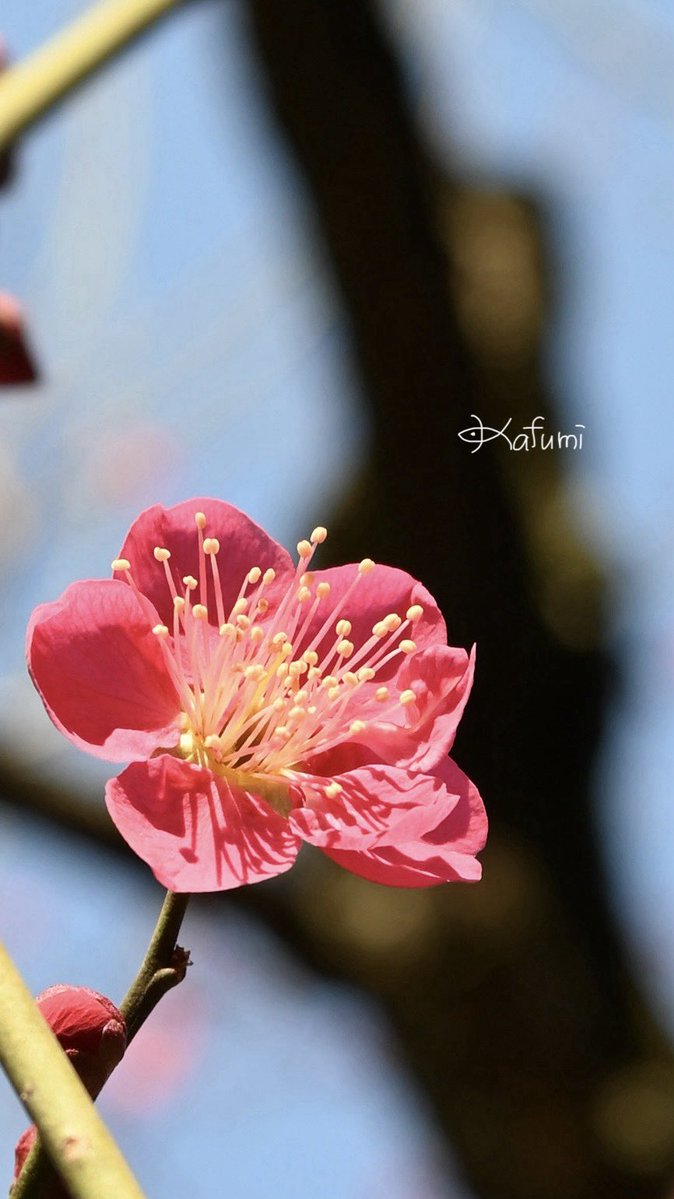 花日記 Community on X - 313 Members