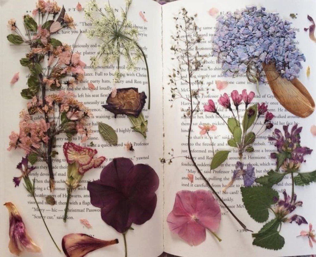 naturaholic's tweet image. dried flowers