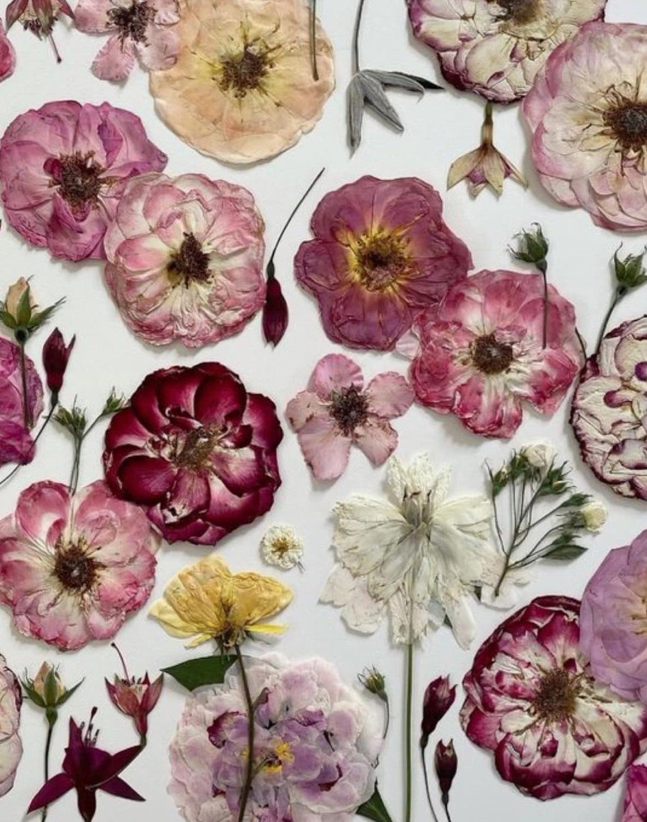 naturaholic's tweet image. dried flowers