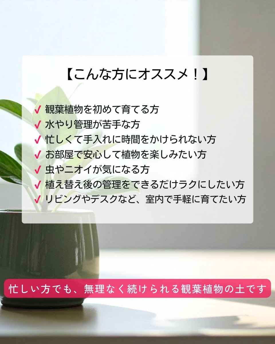 setogaharakaen's tweet photo. 🪴シューイチ 観葉植物の土 5L

観葉植物の植え替えや、
これから育て始めたい方にも使いやすい培養土です。
堆肥不使用なので、室内でも管理しやすいのが特長です🌿
お部屋のグリーンを、土からサポート。
#観葉植物 #園芸 #植え替え
🔗 https://t.co/J5uRLWFmjy https://t.co/HvLlqB1hHo