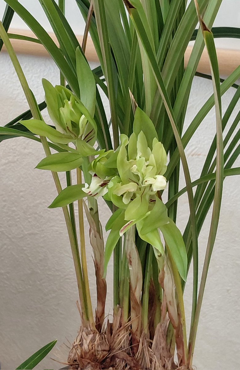 中国春蘭（ちゅうごくしゅんらん）の奇花咲き銘花「余胡蝶」（よこ